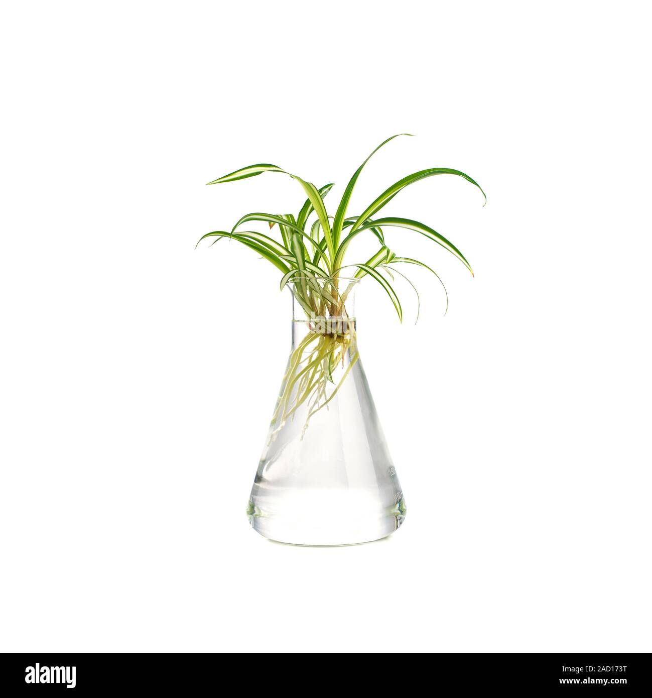 Plantlets Examples Spider plant (Chlorophytum comosum), a common houseplant. Plantlets can ...
