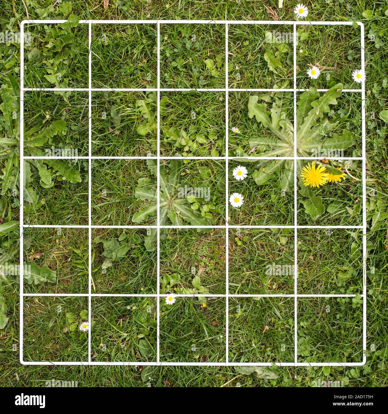 Quadrat on a lawn. A quadrat is a frame used in ecology and geography to isolate an area of land for study. It is especially useful in studies of biod Stock Photo