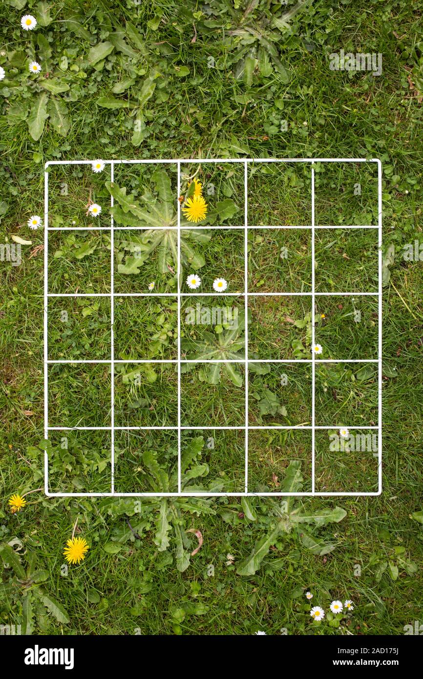 Quadrat on a lawn. A quadrat is a frame used in ecology and geography to isolate an area of land for study. It is especially useful in studies of biod Stock Photo
