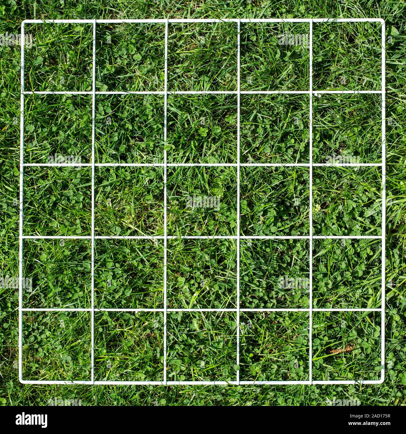 Quadrat on a lawn. A quadrat is a frame used in ecology and geography to isolate an area of land for study. It is especially useful in studies of biod Stock Photo