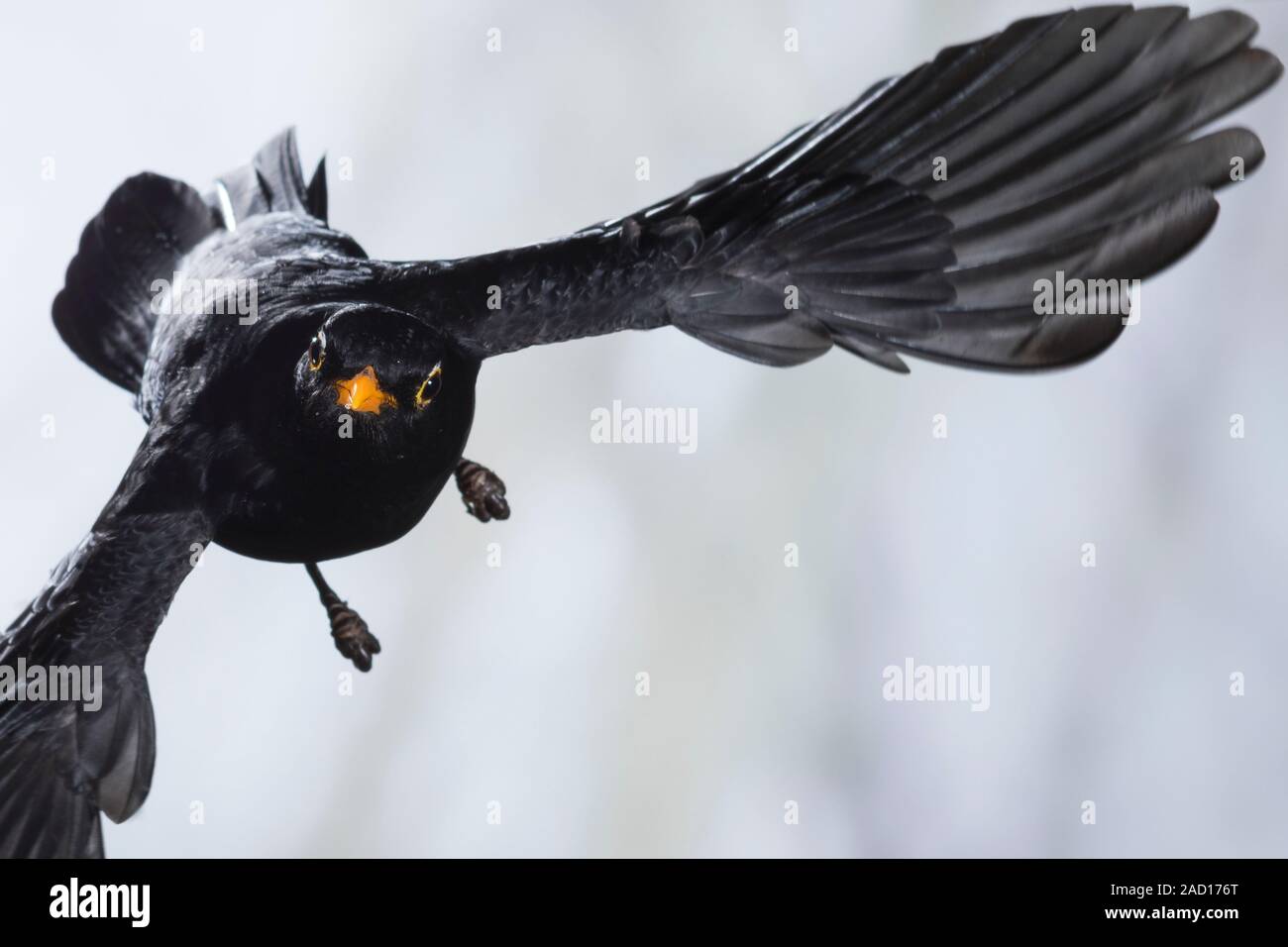 Amsel, Schwarzdrossel, Männchen, Flug, Flugbild, fliegend, Turdus merula, Blackbird, male, flight, flying, Merle noir Stock Photo