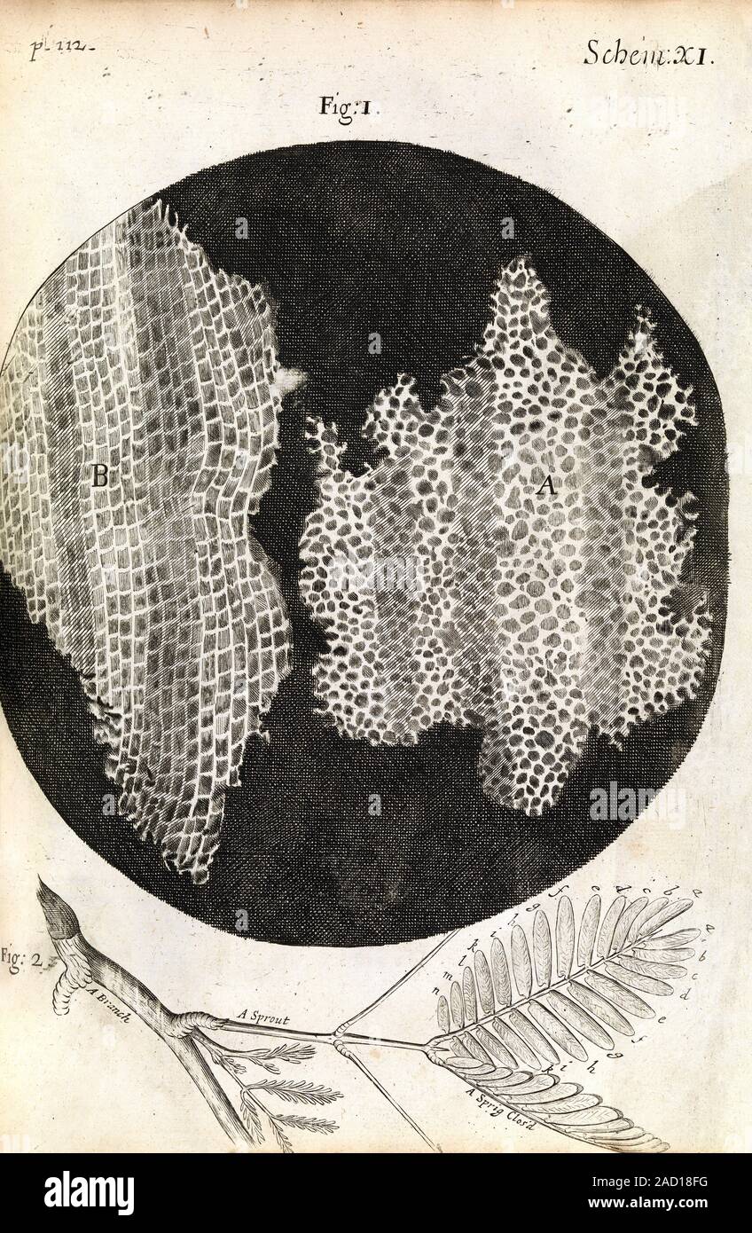 Cork cells. 17thcentury illustration of cells from a sample of cork wood, as seen under a