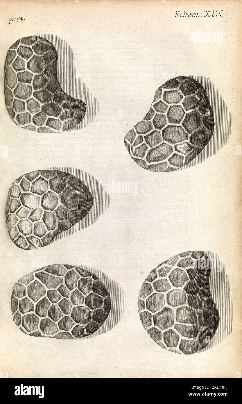 Poppy seeds. 17thcentury illustration of seeds from a poppy flower