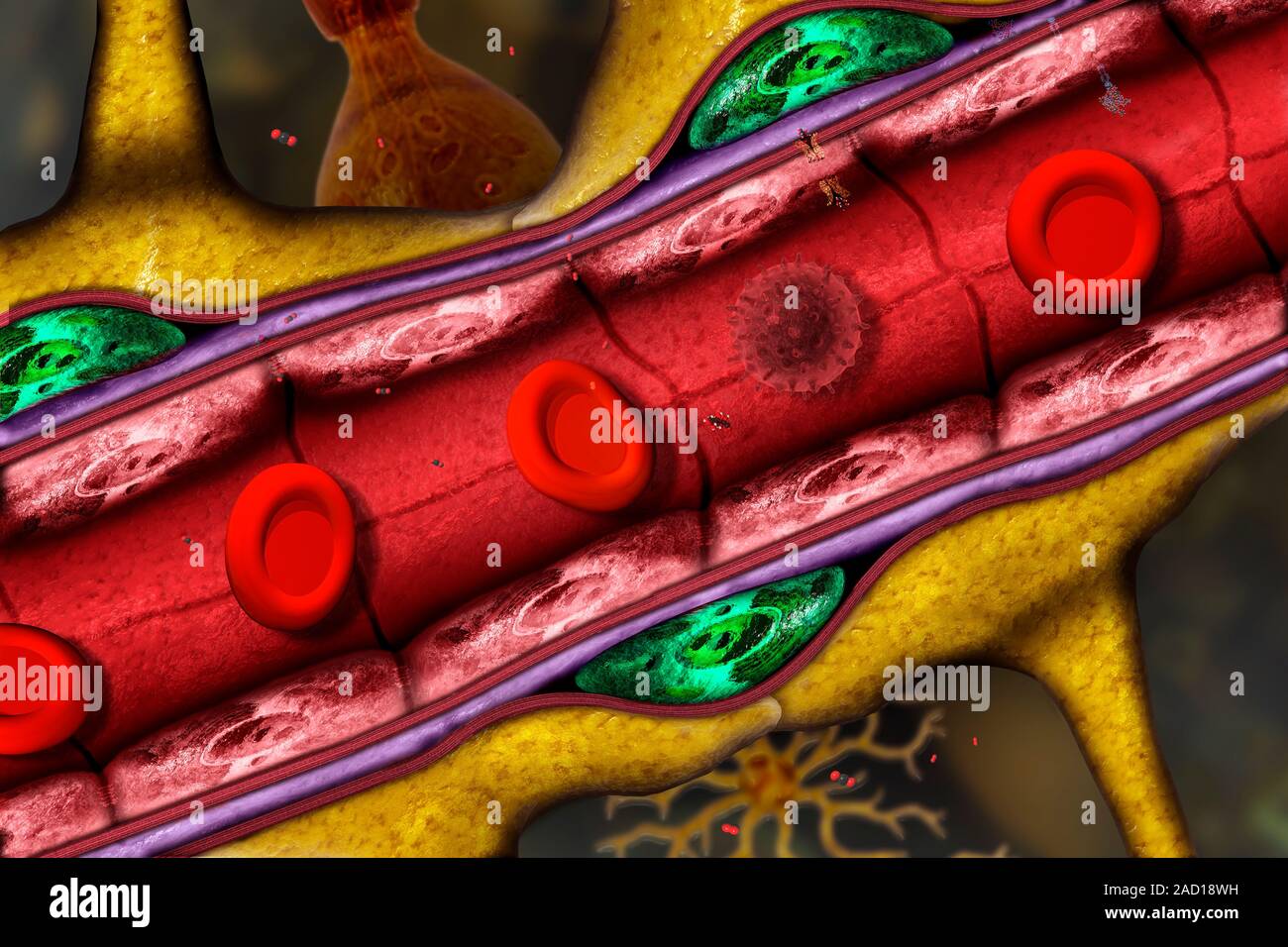 The bloodbrain barrier is a highly selective permeable membrane that