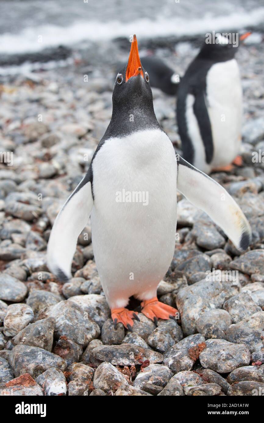 A Gentoo Penguin at Hannah Point on Livingston Island in the South ...