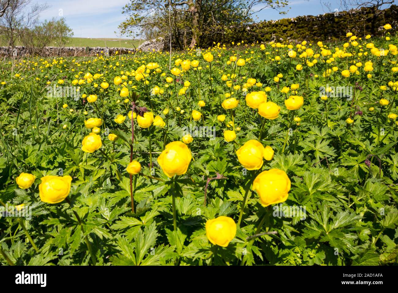 Globe Flowers, Trollius europaeus on a tiny nature reserve near malham