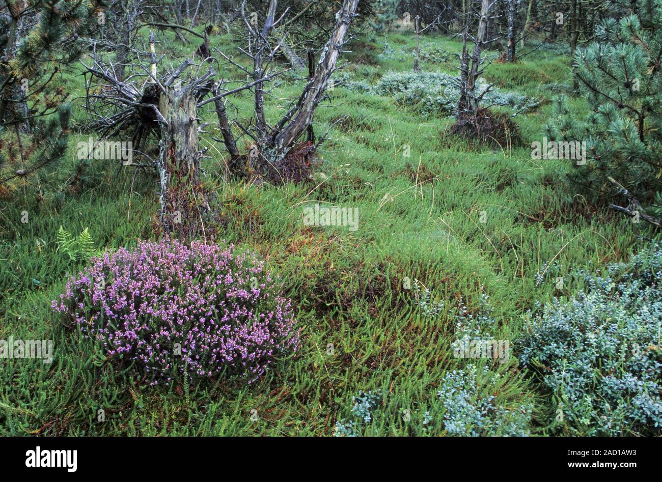 Dune forest with Common Heather at the North Sea coast / Syddanmark Stock Photo