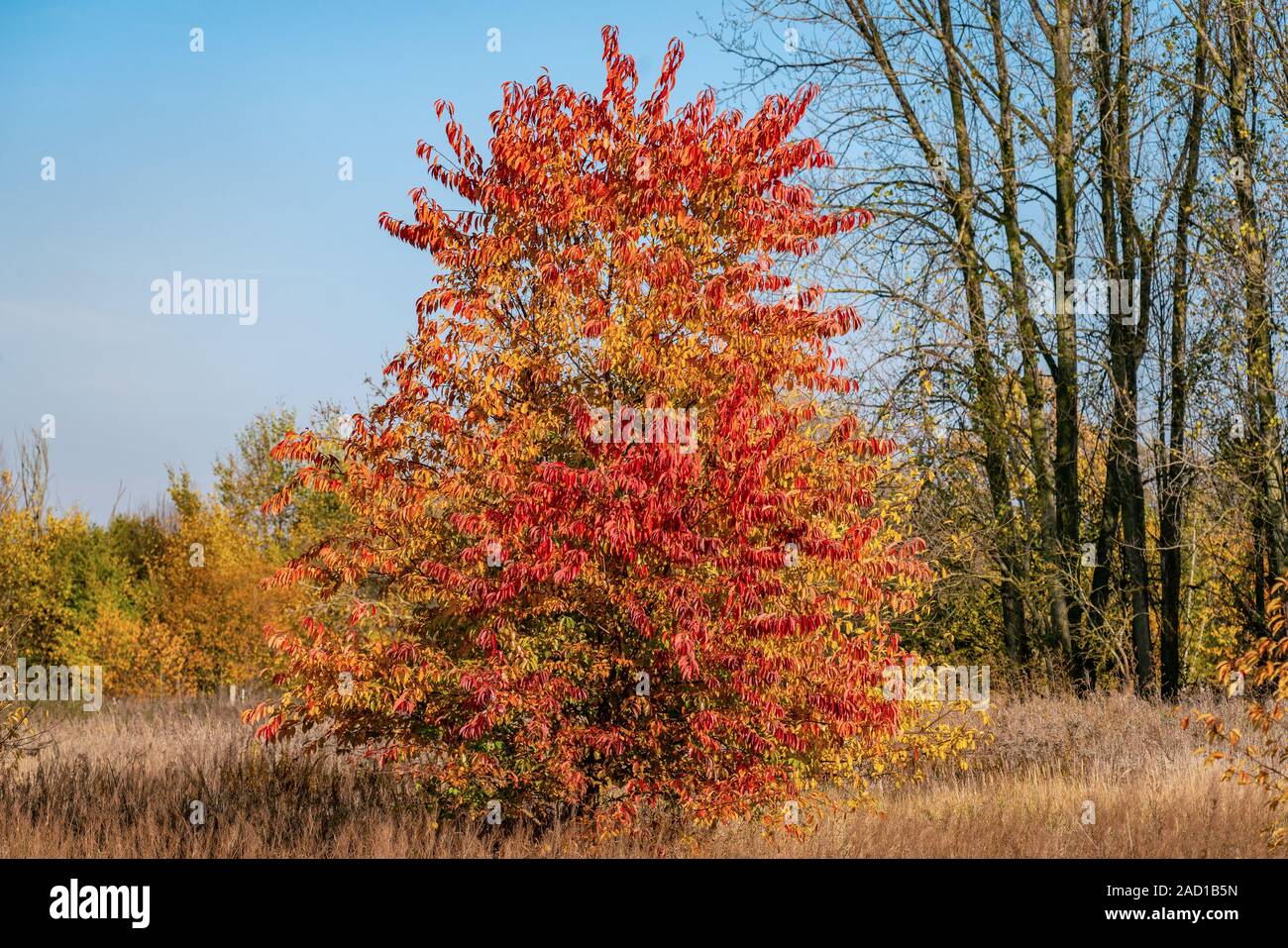 Beautiful red, yellow and orange coloured foliage on a black cherry tree (prunus serotina) on a bright and sunny autumn day Stock Photo
