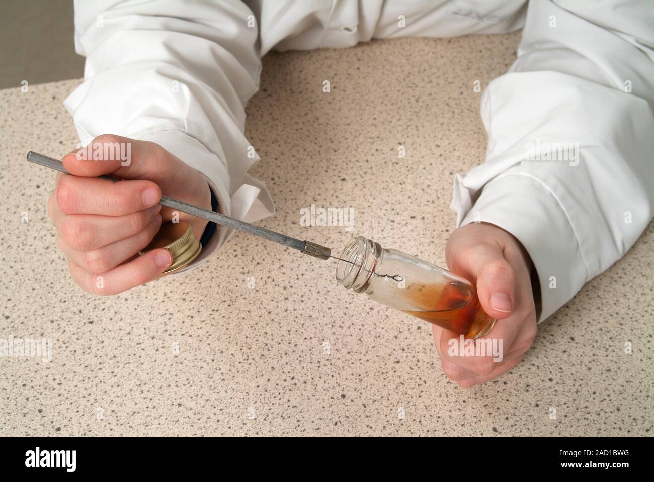 Microbiology culture preparation. Person collecting a bacterial culture