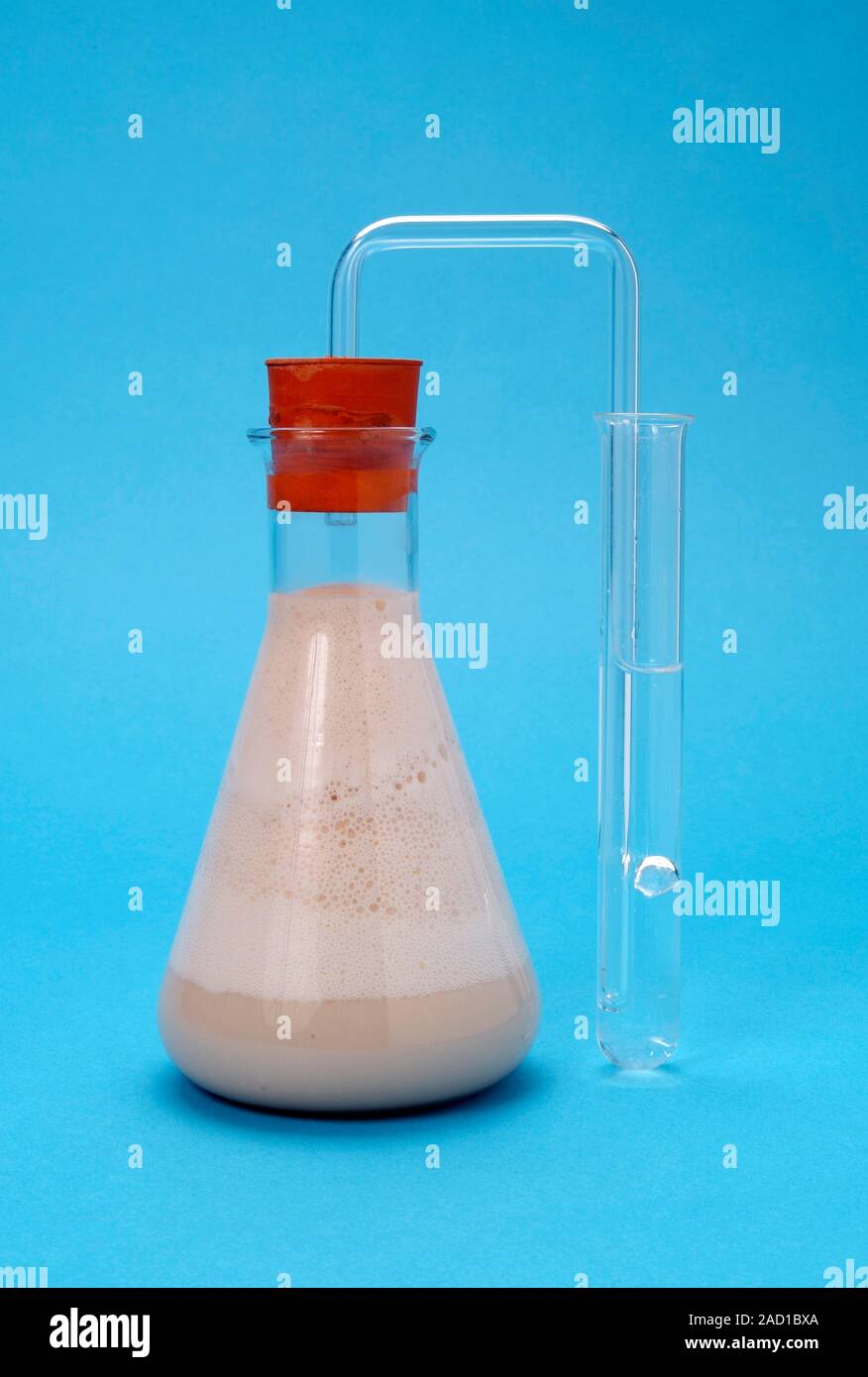 Yeast fermentation experiment. Fermenting yeast in a flask, being used