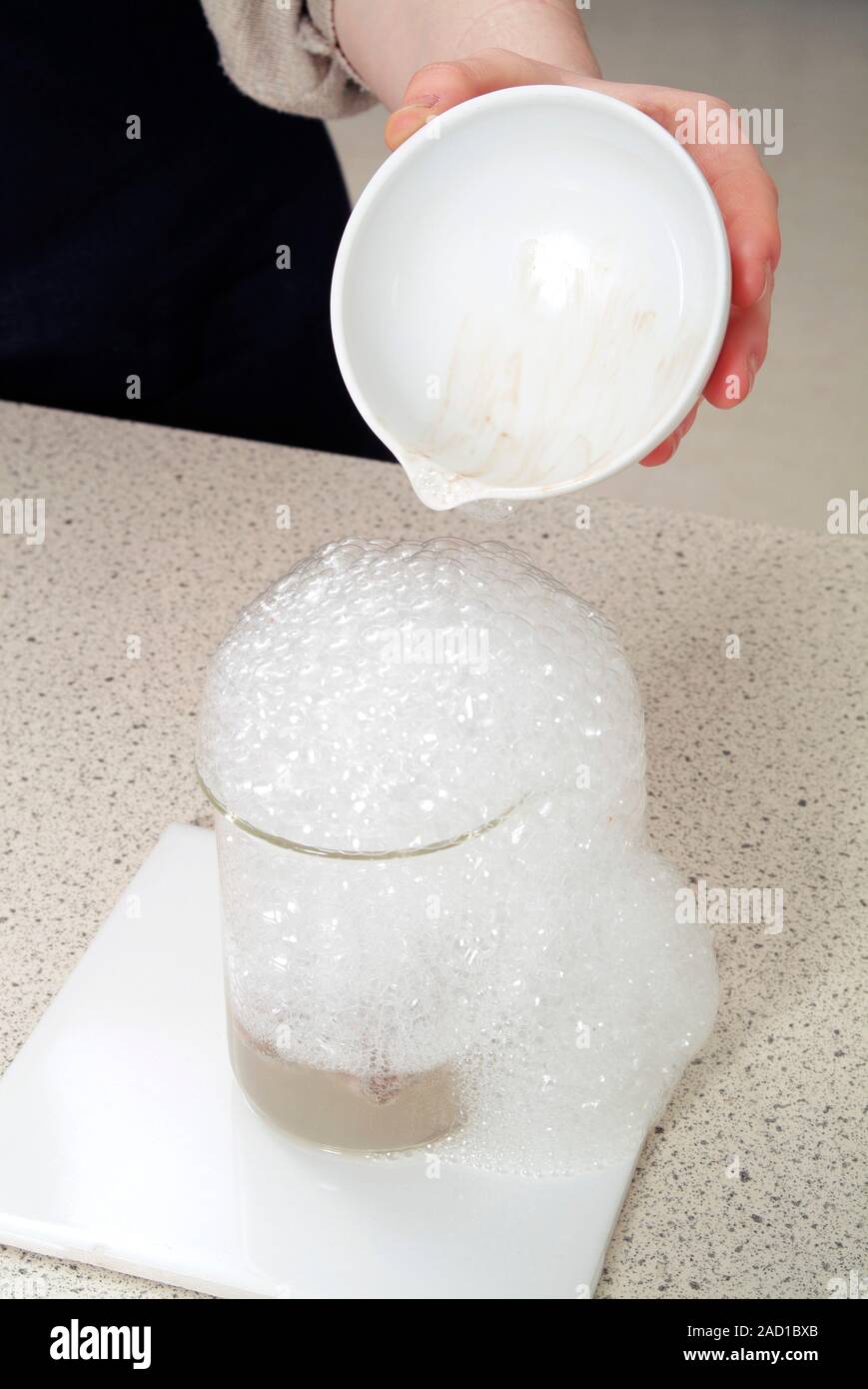 Catalase enzyme experiment. Chopped liver being used to demonstrate the action of the enzyme