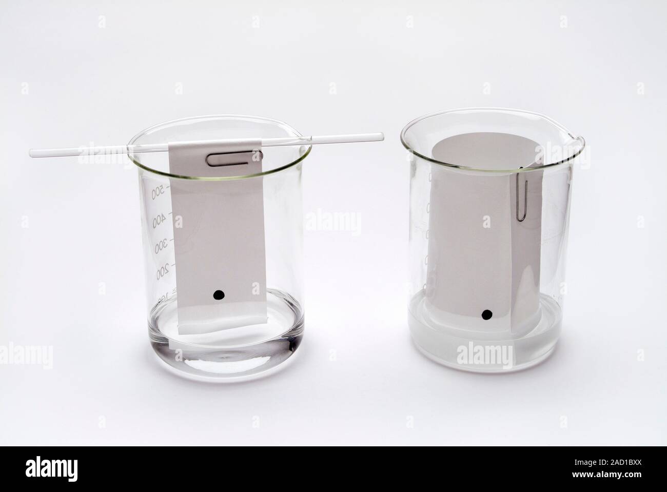 Paper chromatography demonstration. Two beakers showing two different