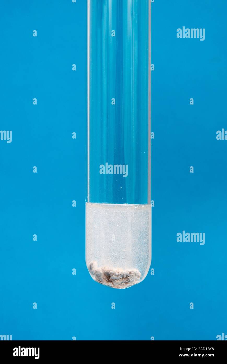 Calcium reacting with water. Bubbles of hydrogen forming on calcium