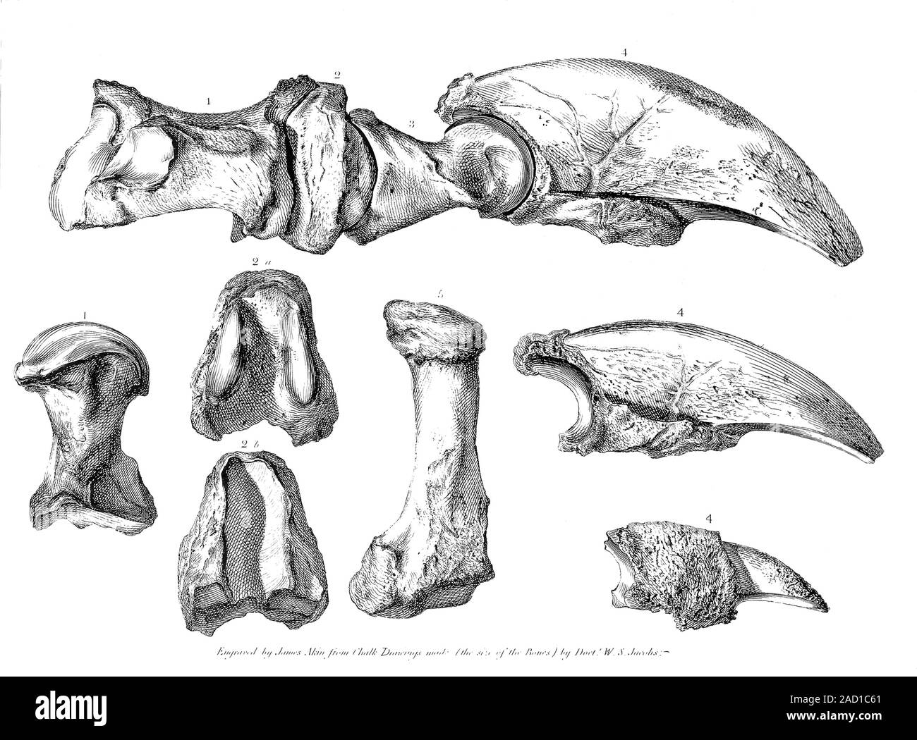 Illustration of the fossilised bones of a Megalonyx jeffersonii ground