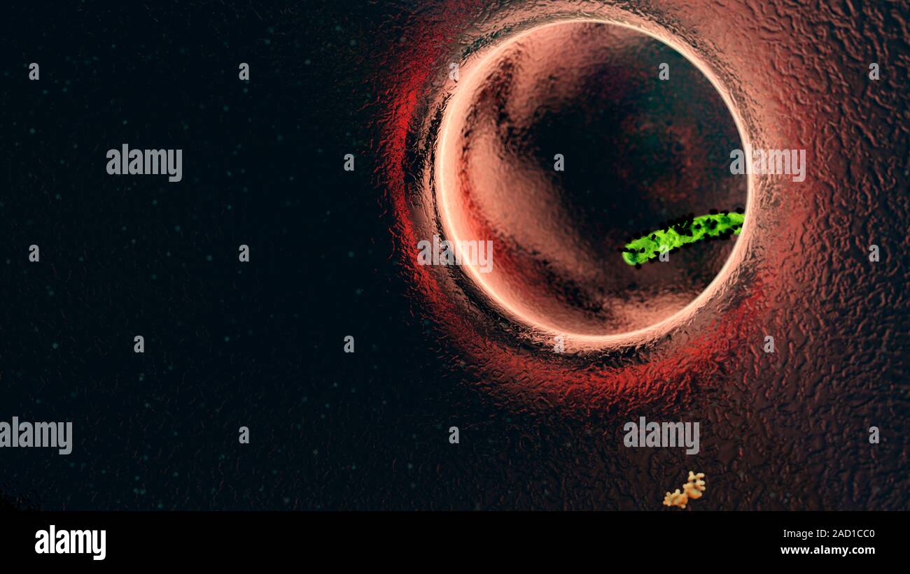 Computer illustration of an ebola virus particle (green). Seen on the ...
