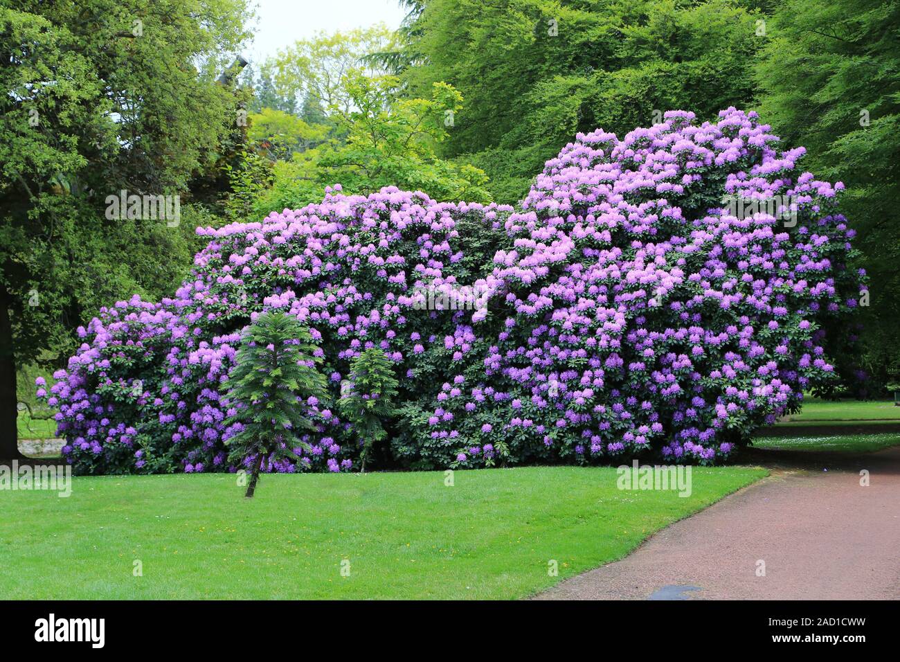 Edinburgh, Royal Botanic Garden, Giant Rhododendron Stock Photo