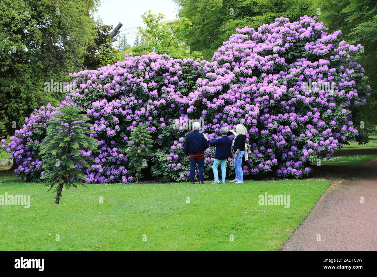 Edinburgh, Royal Botanic Garden, giant Rhododendron Stock Photo