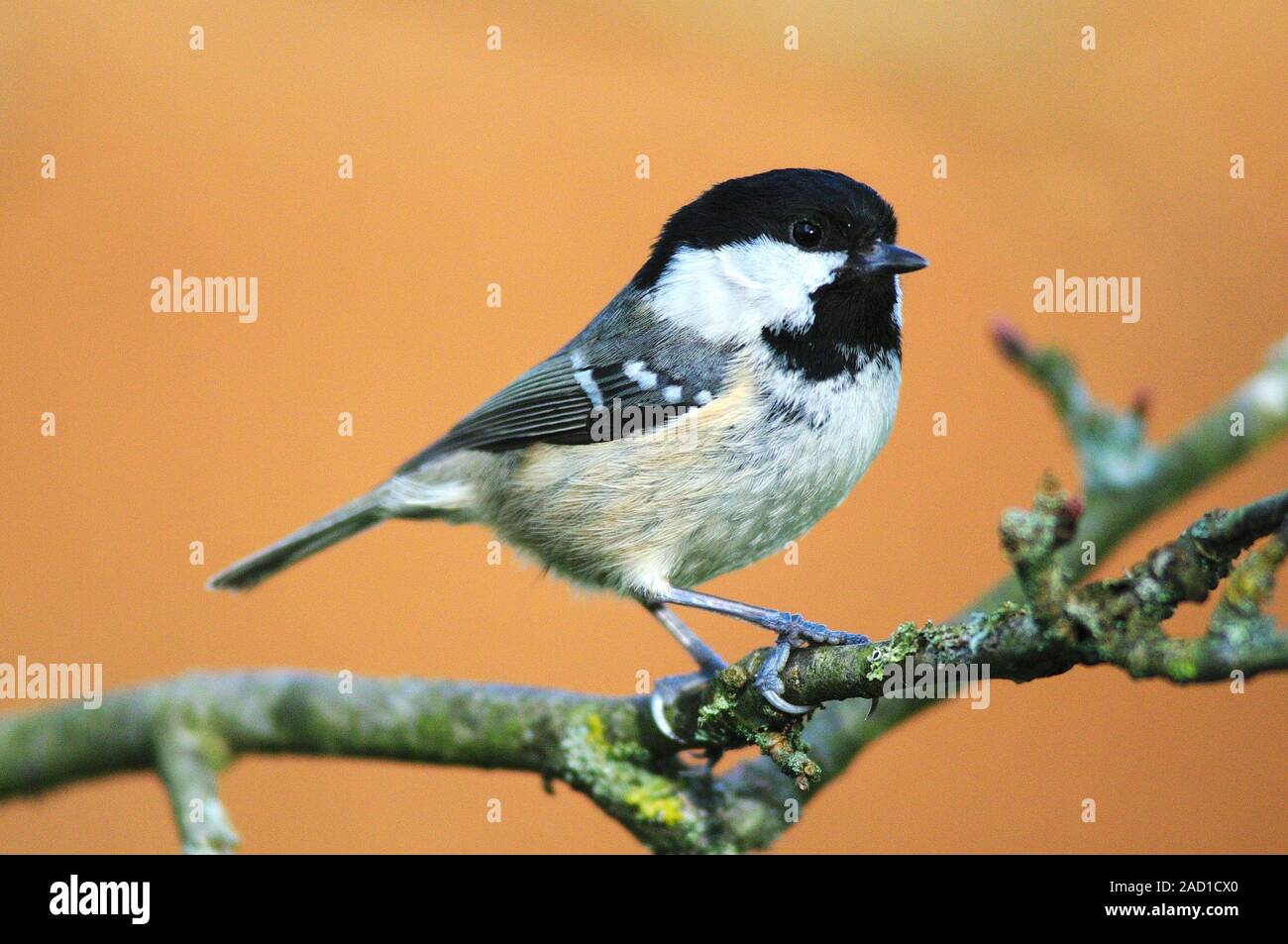 Coal tit (Parus ater) in winter. This bird (also known as Periparus ater) is widespread throughout Europe, Asia and northern Africa. It is around 11 c Stock Photo
