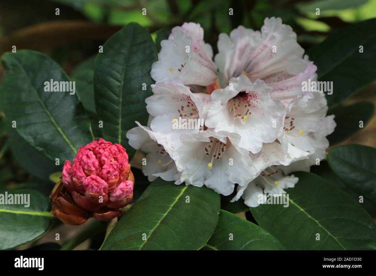 Rhododendron rex fictolacteum, flower and bud Stock Photo