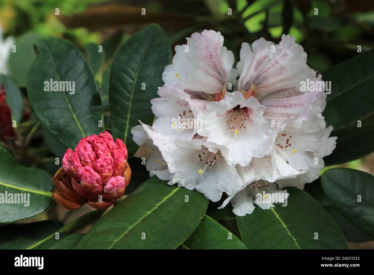 Rhododendron rex fictolacteum, flower and bud Stock Photo