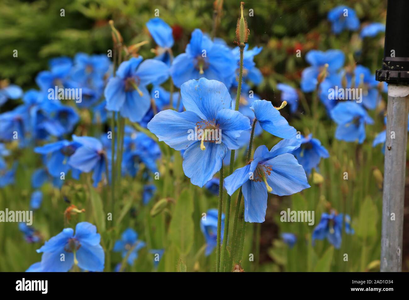 Blue Scheinmohn, Himalayan blue poppies, Meconopsis Slieve Donard Stock Photo