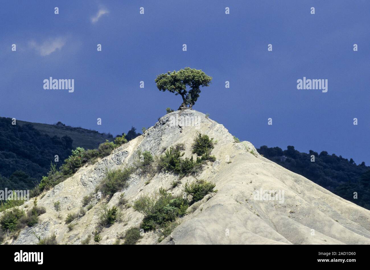 Spanish Juniper on the top of a sand dune / Valley von Hecho Stock Photo