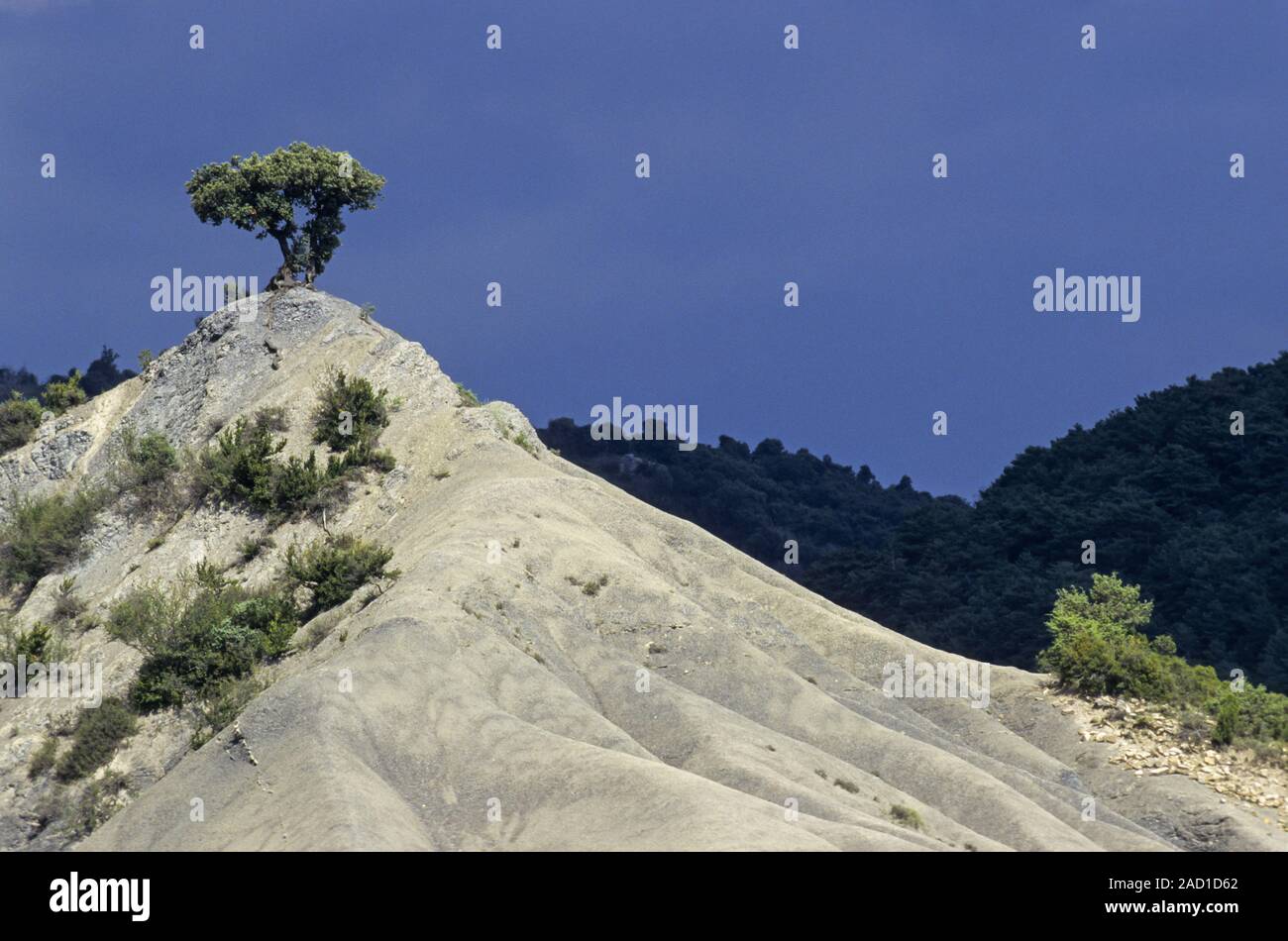 Spanish Juniper on the top of a sand dune / Valley von Hecho Stock Photo