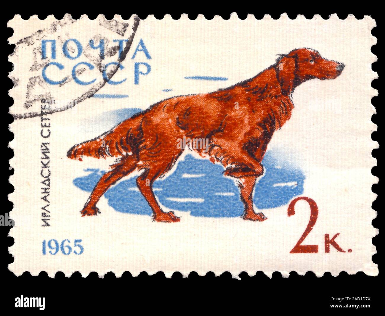 Soviet Union (SSSR) Russia - circa 1965. Postage stamp printed in Soviet Union and part of a series depicting dogs in Soviet Union. Circa 1965 Stock Photo