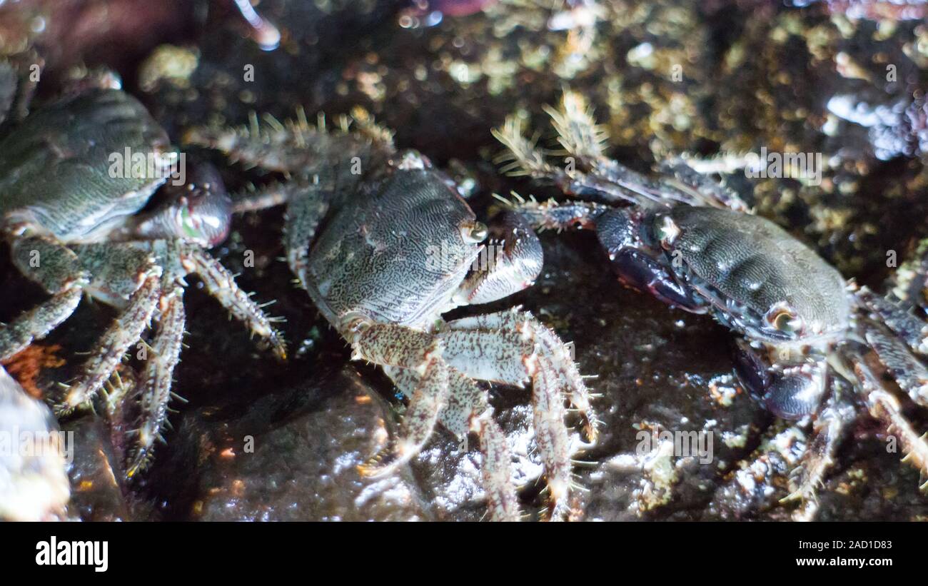 Crabs with spiny legs live on border of water and land Stock Photo Alamy
