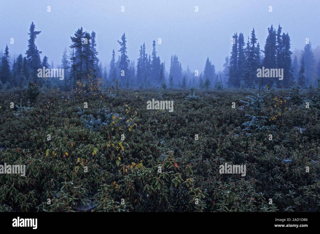 Early morning fog in the taiga / Elk Island National Park Stock Photo