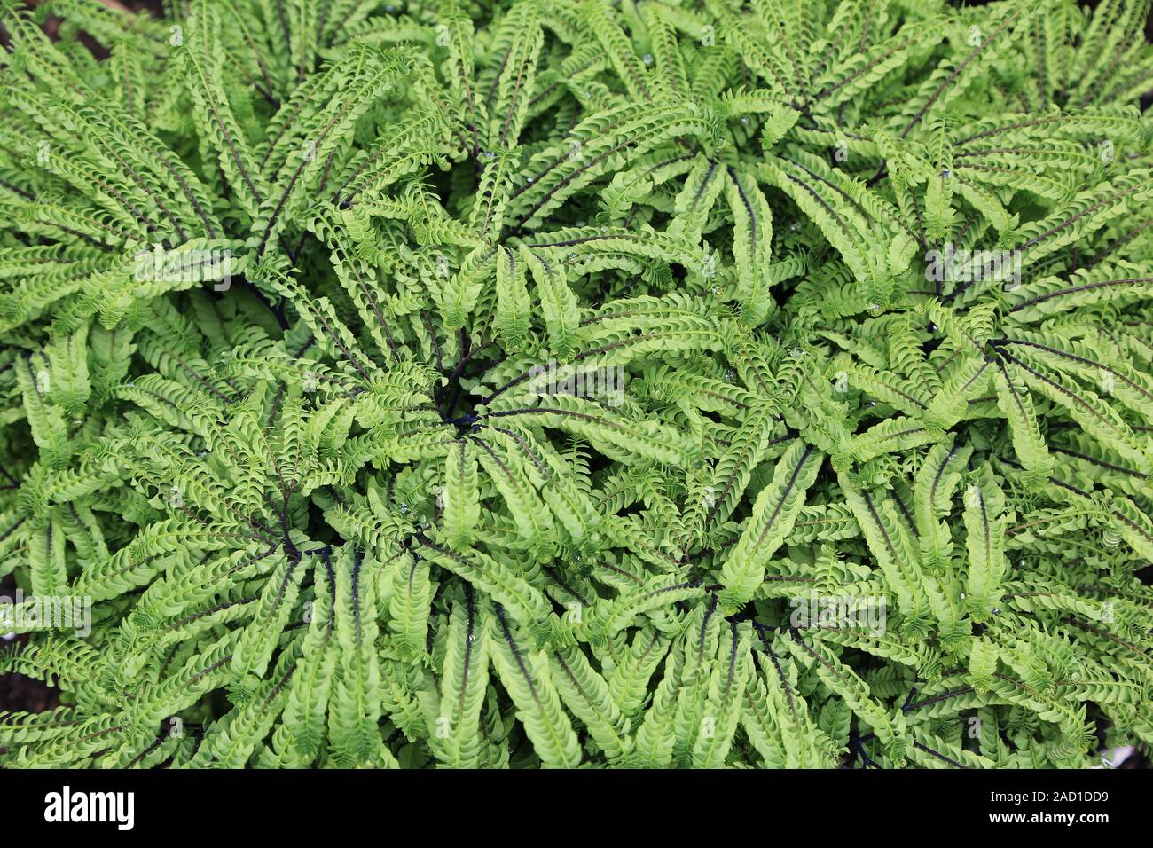 female hair fern, Aleutian Maidenhair distant, Adiantum aleuticum subpumilum Stock Photo
