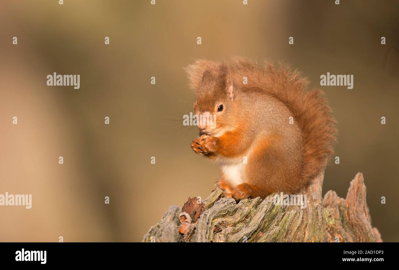 Red squirrel (sciurus vulgaris) showing early signs of leprosy, eating on the forest floor, Cairngorms National Park, Scotland, UK British wildlife Stock Photo