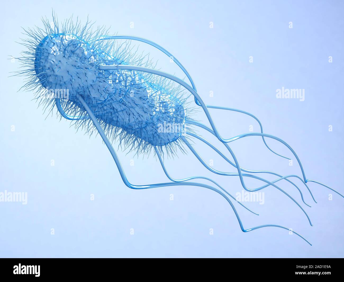 E. coli bacterium. Computer illustration of a flagellated Escherichia ...