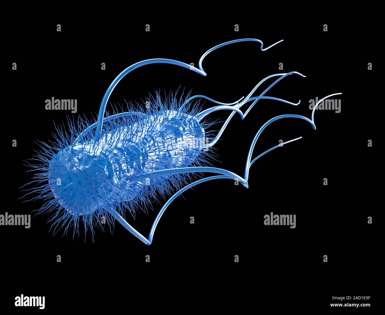E. coli bacterium. Computer illustration of a flagellated Escherichia ...