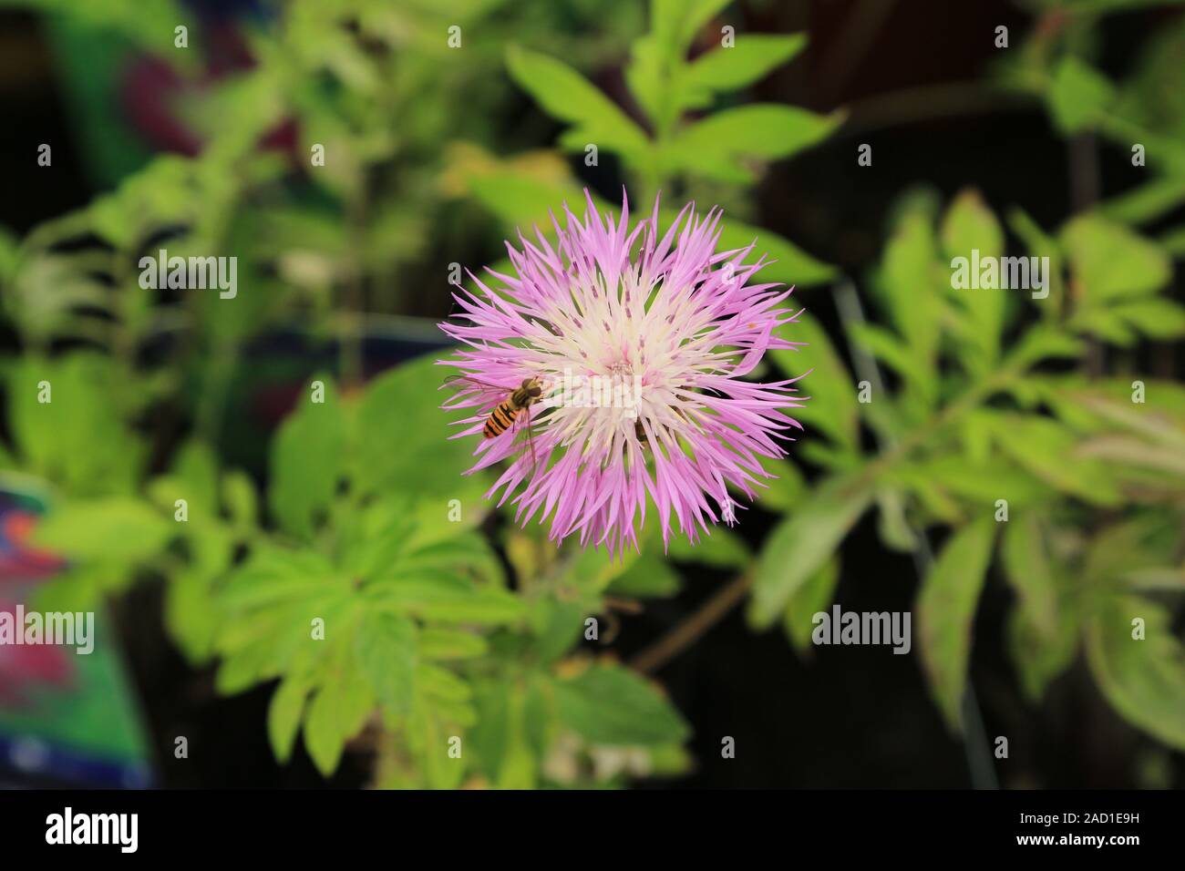 Flockenblume, Whitewash cornflower, Centaurea dealbata, Schwebfliege Stock Photo