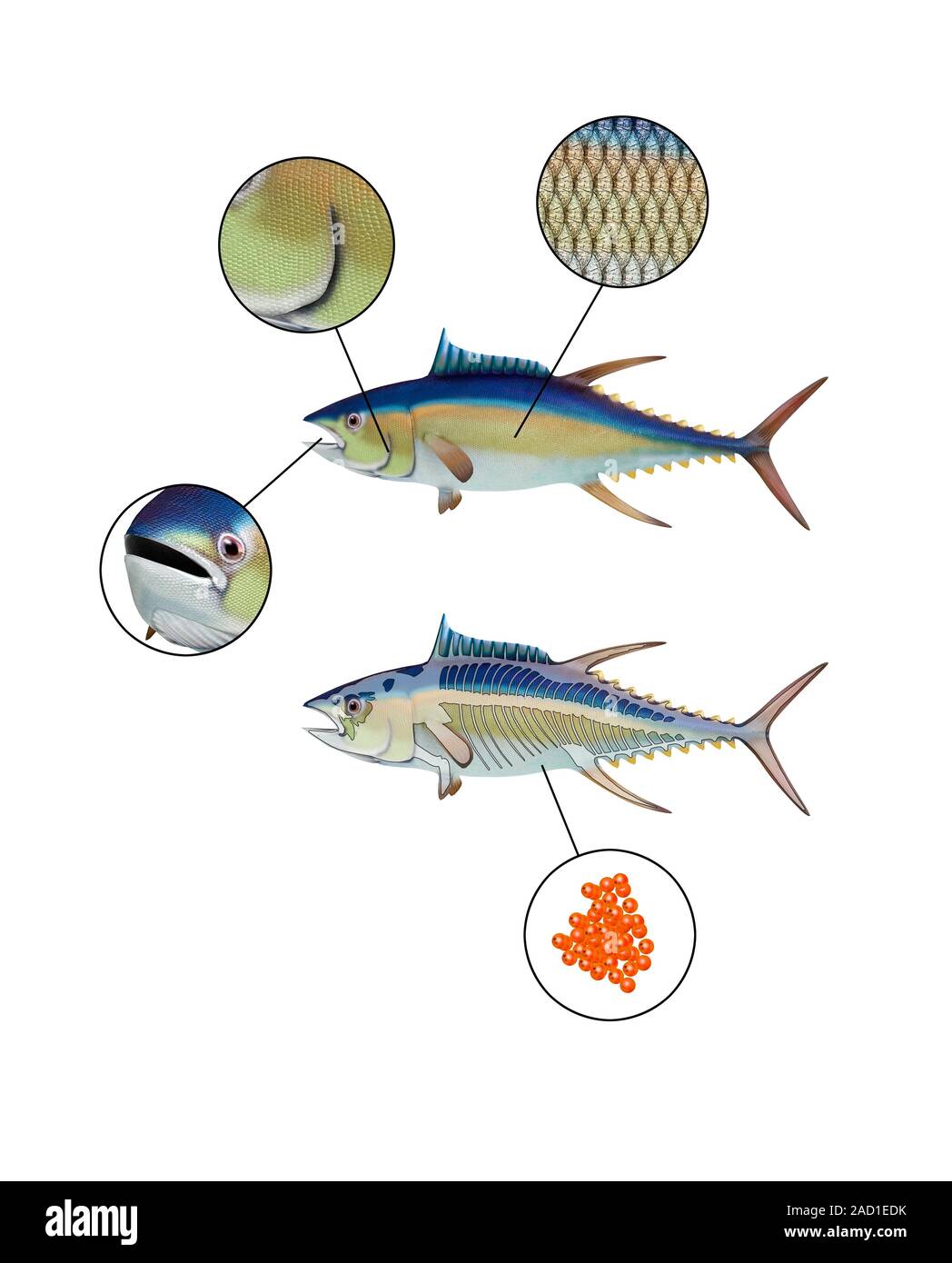 Tuna anatomy. Computer illustration showing the anatomy of a typical tuna fish. Tuna are bony