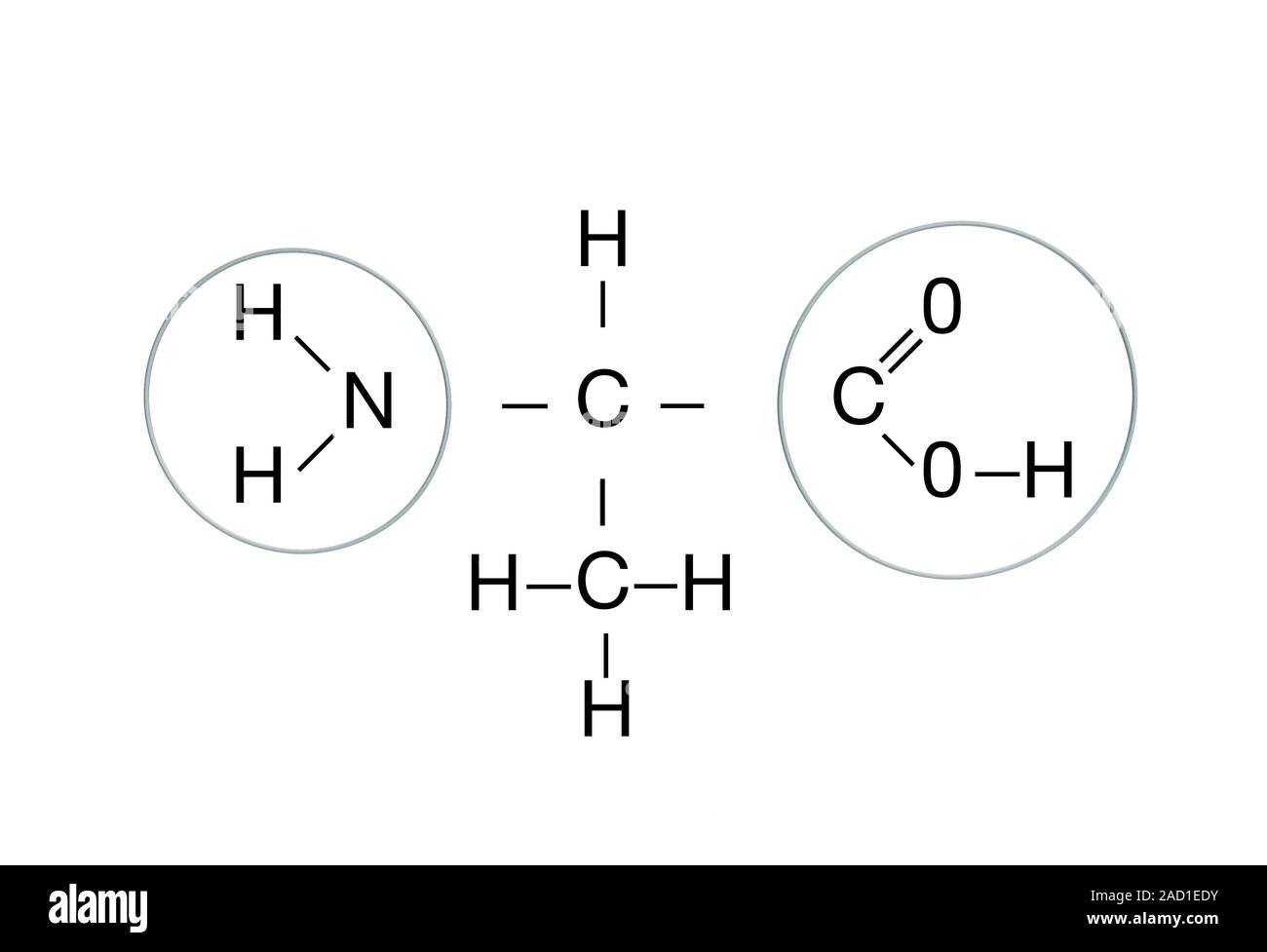 Amino acid structure. Computer illustration showing the molecular