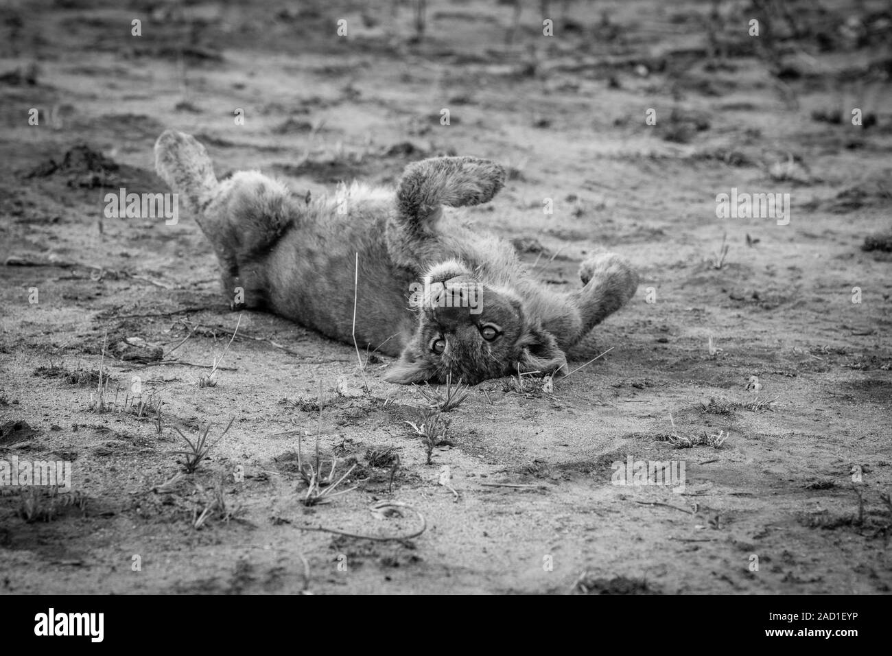 Lion cub laying in the dirt in black and white. Stock Photo