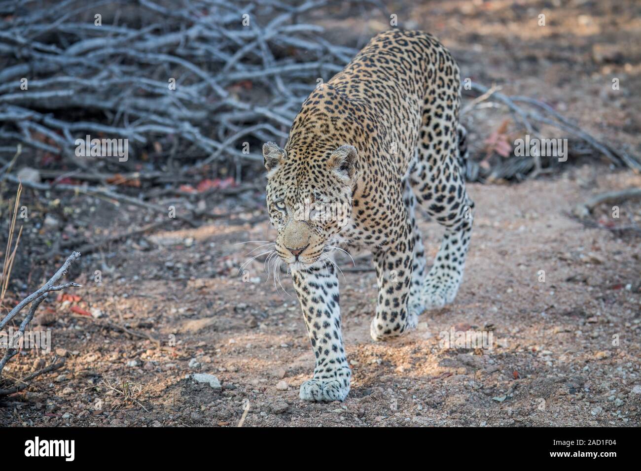 Leopard walking towards the camera. Stock Photo