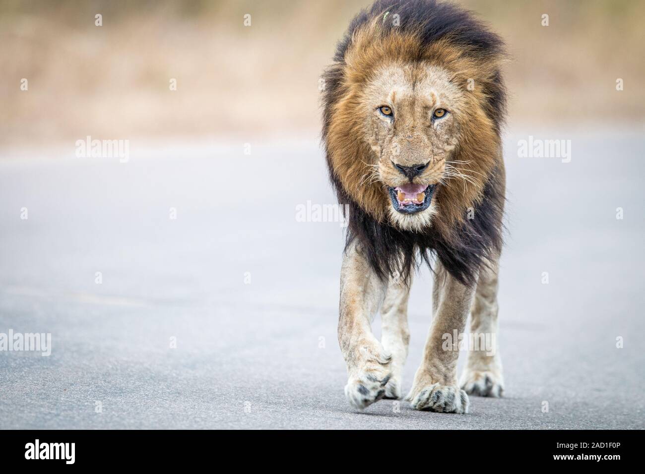 African lion walking camera hi-res stock photography and images - Alamy