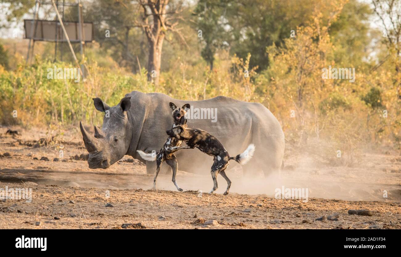 African wild dogs playing in front of a White rhino. Stock Photo