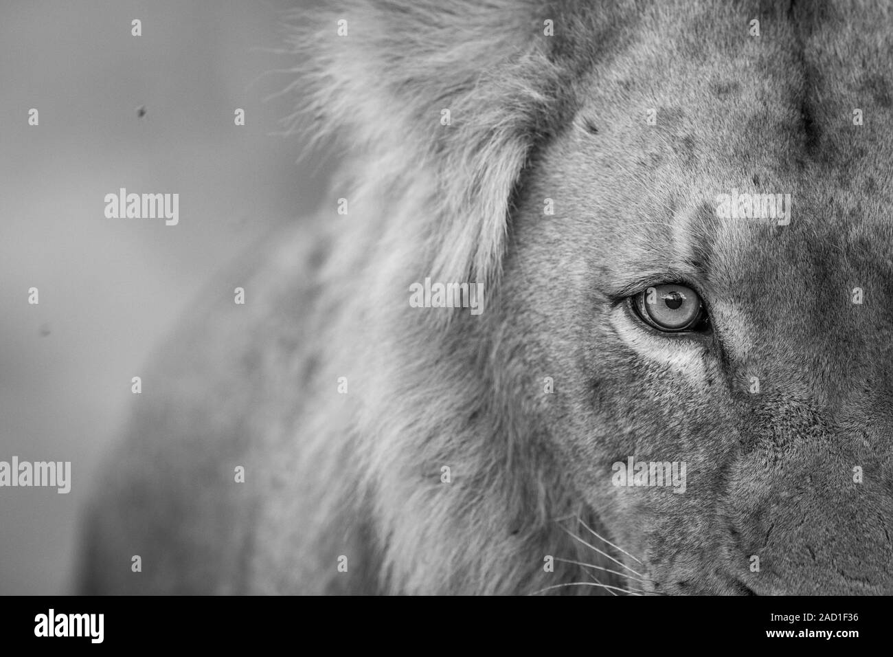 Lion eye in black and white in the Kruger National Park. Stock Photo