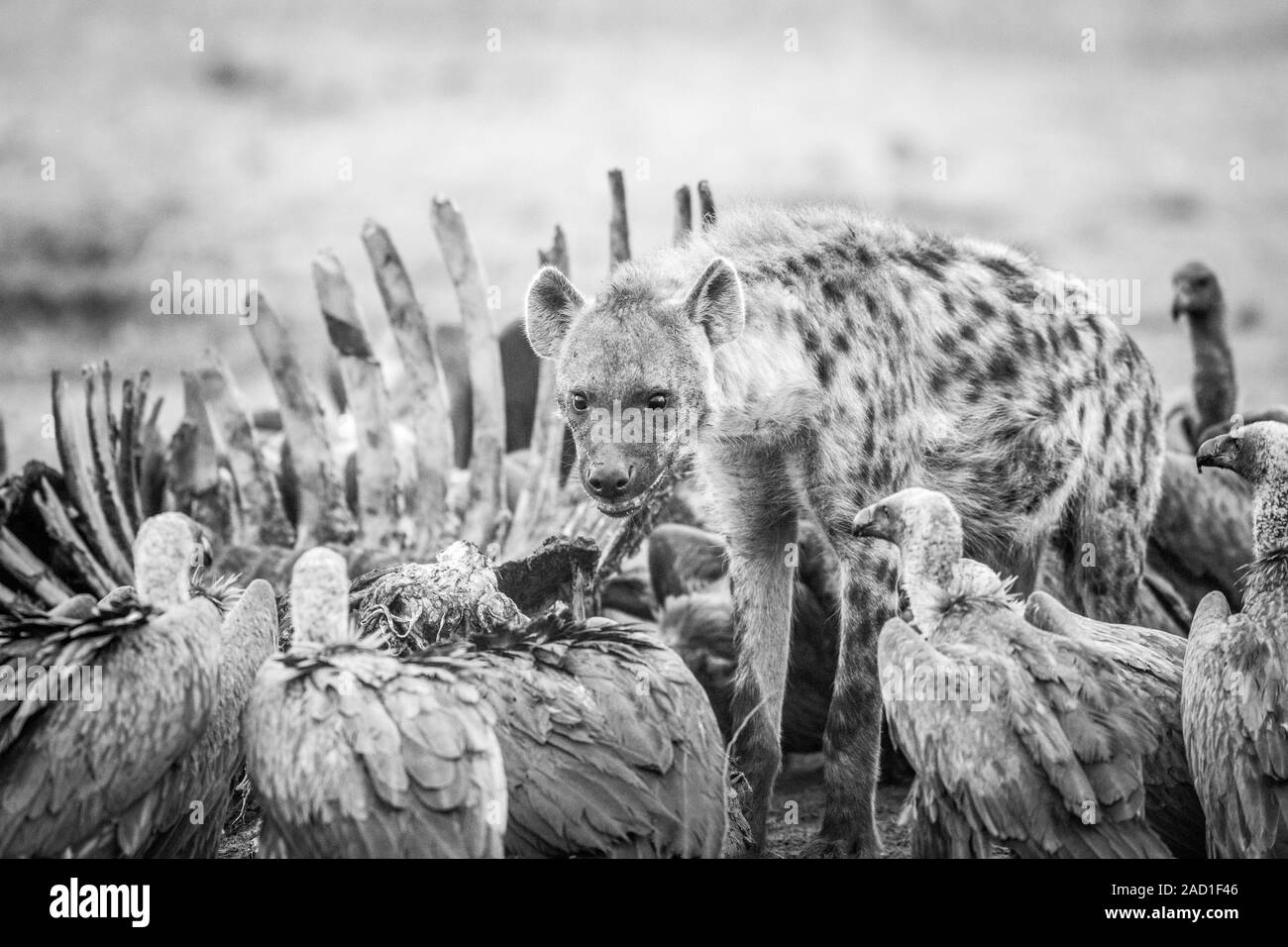 Spotted hyena at a carcass with Vultures in black and white. Stock Photo