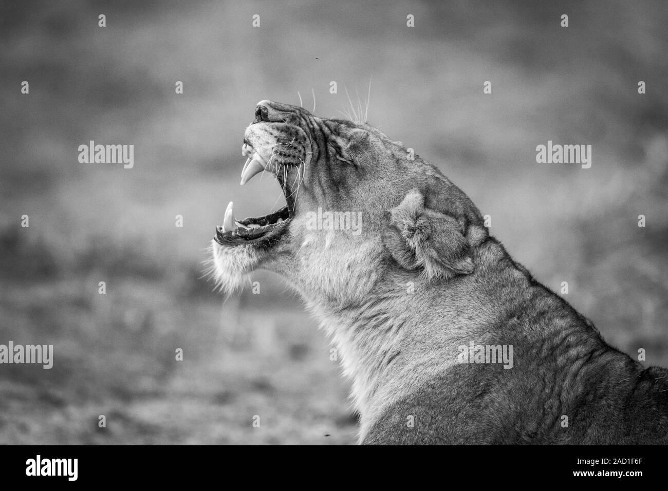 Lioness yawning in black and white in the Kruger National Park Stock Photo