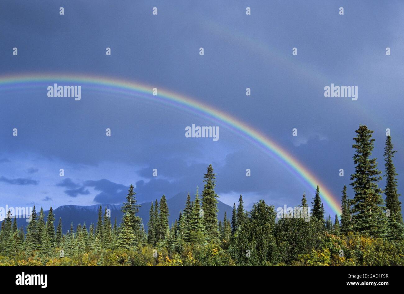 Rainbows over the tundra in indian summer / Denali National Park  -  Alaska Stock Photo