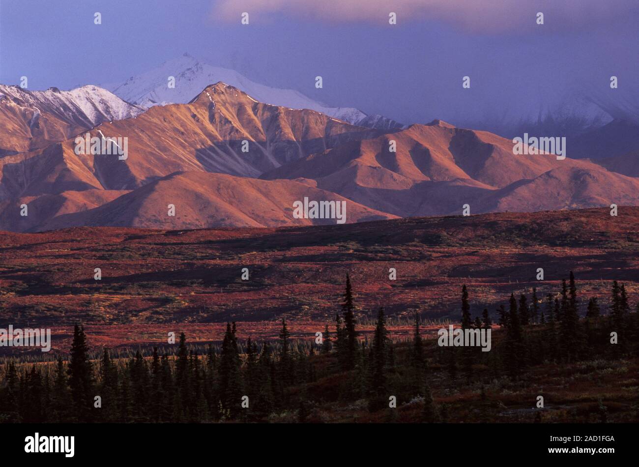 Alaska Range and tundra in evening light in indian summer / Denali National Park  -  Alaska Stock Photo