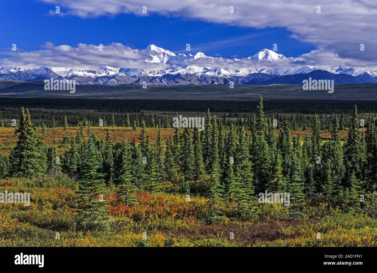 Alaska Range and tundra landscape in indian summer / Denali National Park  -  Alaska Stock Photo