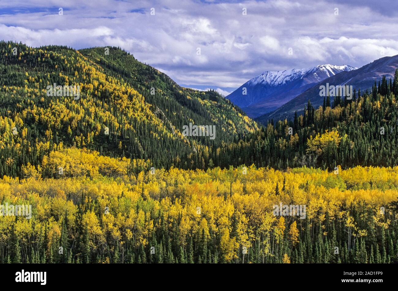 Aspen in fall in front of the Alaska Range / Denali National Park - Alaska Stock Photo - Alamy