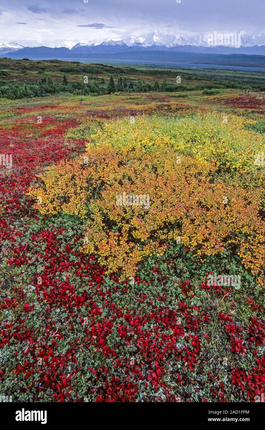 Tundra landscape with Dwarf Birches and Alpine Bearberry in indian summer / Denali National Park Stock Photo