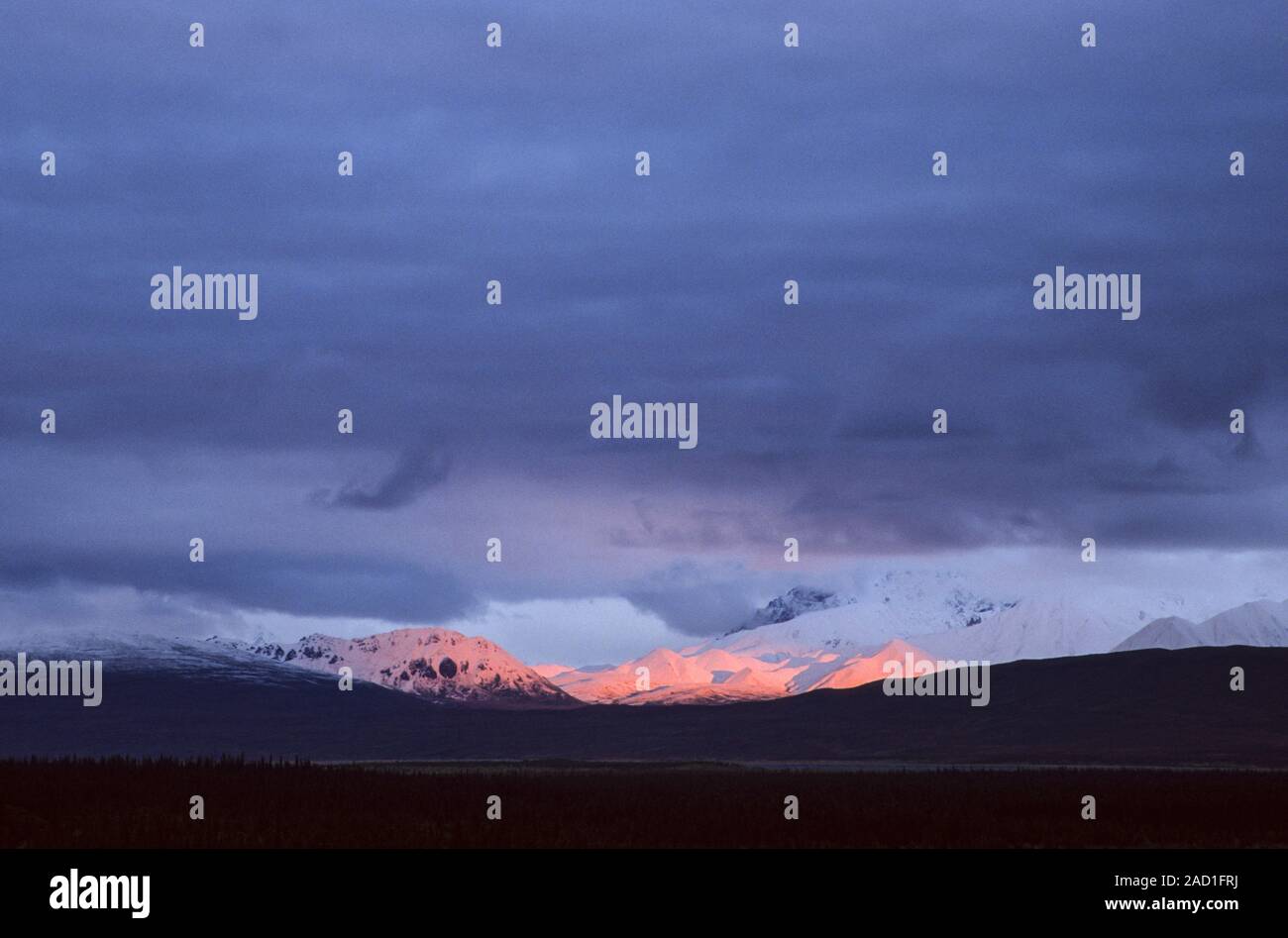 Mountain peaks of the Alaska Range with alpenglow / Denali National Park  -  Alaska Stock Photo